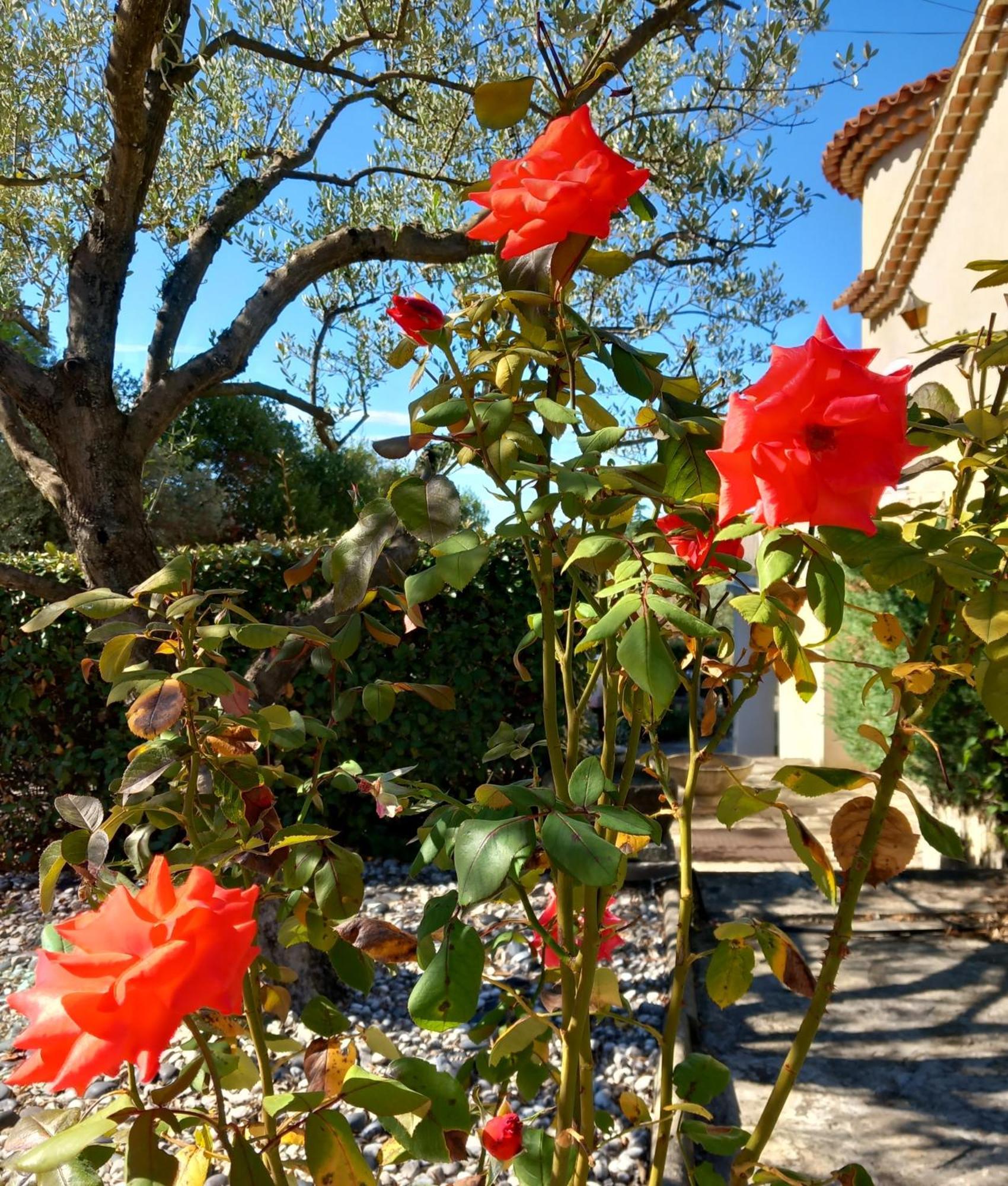 Le Relais Fleuri Alès Exterior foto
